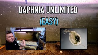 How I Raise Daphnia Water Fleas And You Can Too [upl. by Dibbrun]