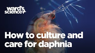 Caring and Culturing for Daphnia [upl. by Ilrak]