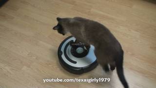 Cat shows HOW TO use iRobot Roomba Vacuum [upl. by Lorant]