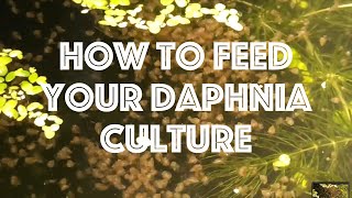 How To Feed Your Daphnia Culture [upl. by Sitelc763]