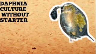 HOW TO CULTURE DAPHNIA NATURALLY WITHOUT A STARTER [upl. by Nedda]