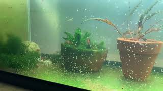 Daphnia Culturing Snails or no snails [upl. by Jahdal]