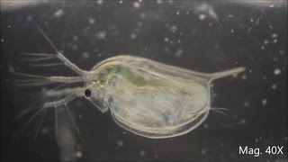 Daphnia magna under the Microscope [upl. by Zadack]