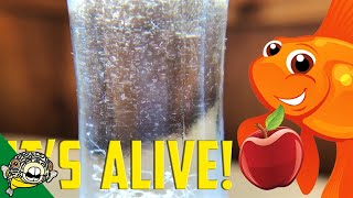 How to culture Vinegar Eels The EASY Way Live Fish Food [upl. by Akin259]