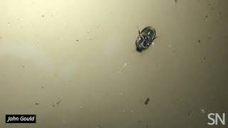 Watch this beetle walk upside down underneath the water’s surface  Science News [upl. by Ruder]