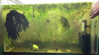 Scuds Daphnia Cherry Shrimp Copepods My aquatic food culture [upl. by Amak427]