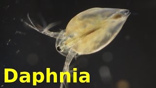 Daphnia [upl. by Eynobe76]