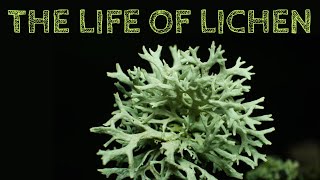 The Life of Lichen [upl. by Lonier995]