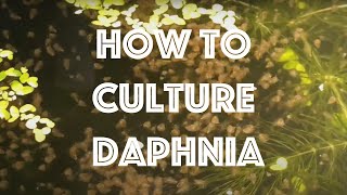 How To Culture Daphnia Magna [upl. by Brick669]