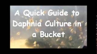 How to culture daphnia outside [upl. by Pulsifer875]