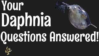 Daphnia Questions Answered [upl. by Ahsan]