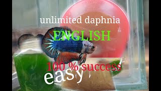 daphnia moina culture Easy way Unlimited production English  with sub Green water Chlorella [upl. by Linskey]