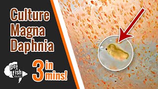 How to culture DAPHNIA MAGNA  The easy way [upl. by Nicky712]