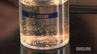 How to Care for Daphnia [upl. by Cut]