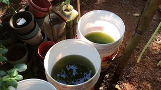 How to grow Green Water Algae [upl. by Oringas]