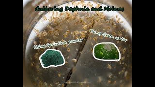 How To Culture Daphnia and Moinas using Green Water Spirulina powder [upl. by Lola]