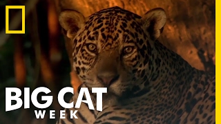 Learn About the Jaguar  Big Cat Week [upl. by Yeltnerb]