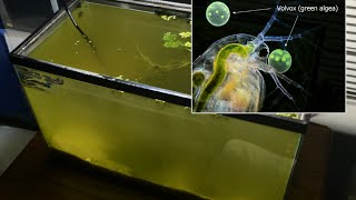 Raising Daphnia for the Freshwater Aquarium [upl. by Notnarb47]