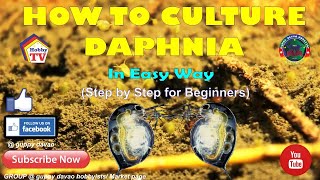 HOW TO CULTURE DAPHNIA In Easy Way [upl. by Enyawal44]